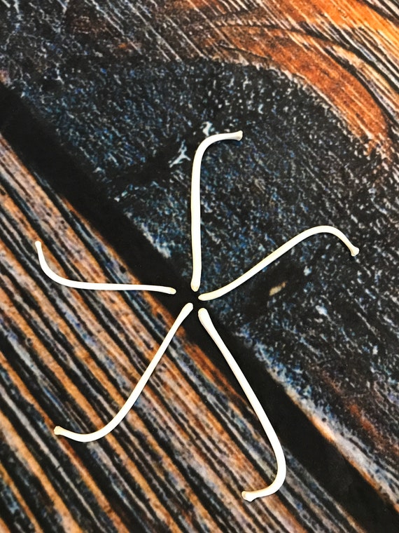 5 Real Raccoon Baculum Penis bone JR. SIZE  unique gag Gift toothpick dick necklace Pendant oosik mancave Art