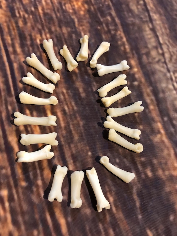20 real Coyote toe bone mountain man craft art supplies jewelry Necklace gothic Native American beads Renaissance fair festival costumes