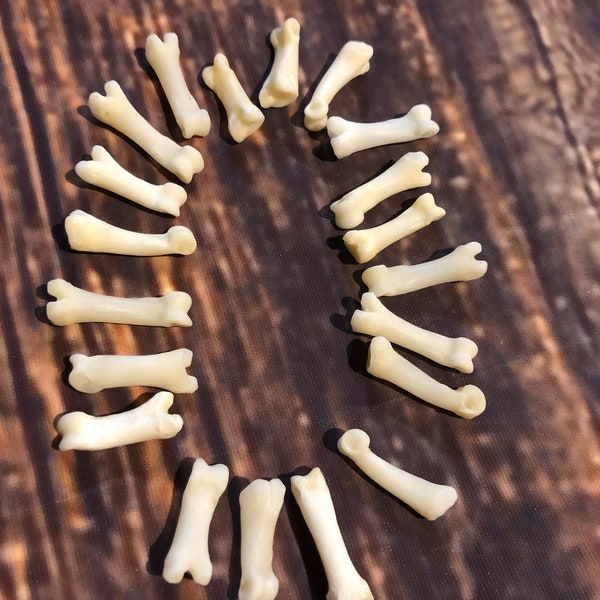 20 real Coyote toe bone mountain man craft art supplies jewelry Necklace gothic Native American beads Renaissance fair festival costumes