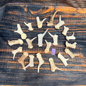 May include: A collection of twenty small, light brown deer antler pieces arranged in a scattered pattern. Each piece features a unique, textured surface with natural ridges and points. A small purple square tag with the handwritten number 6 is included.
