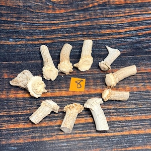May include: Ten individual pieces of light tan, textured deer antler sheds arranged in a circular pattern. Each piece features a rough, porous base and a smooth, tapered shaft. A small, square orange paper tag with the handwritten number 8 is centered.