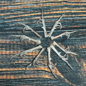 May include: Arrangement of bird feet with sharp claws, arranged in a circular pattern. The feet are a muted gray color, and the background is a dark wood grain pattern with orange and black tones.