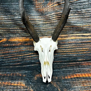 Trophy Pronghorn Antelope Skull Antler Mount Horn Head Unique Christmas Gift western man cave cabin decoration taxidermy art craft buck image 1