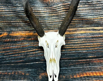 Trophy Pronghorn Antelope Skull Antler Mount Horn Head Unique Christmas Gift western man cave cabin decoration taxidermy art craft buck
