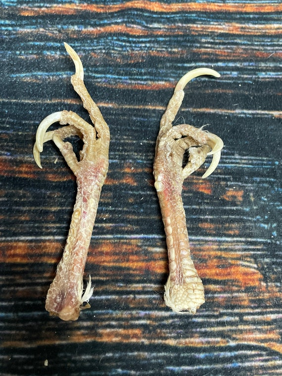 2 chicken feet art animal mount repair Witchcraft voodoo art supply unique craft decor dried cured education biology diagram model bird odd