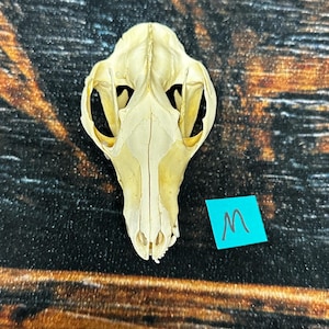 Real Opossum Skull bone Animal Mount Odd Unique Christmas Gift Western Cabin Man Cave Decor Craft Art supply collection educational