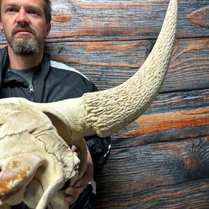 Real American Bison Buffalo Skull Western Yard Decor Art Craft Supplies ...