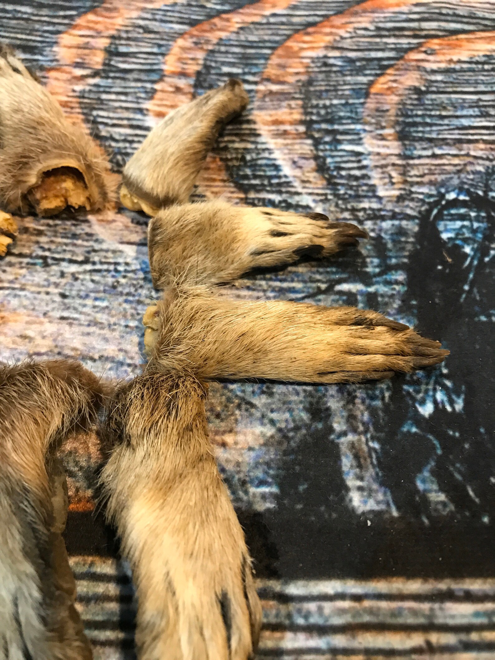 10 Raccoon Feet Art Animal Mount Repair Witchcraft Voodoo Art - Etsy