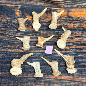 May include: A collection of nine individual deer antler segments in varying shades of tan and brown. Each piece features a textured, weathered surface with a distinct base and a single protruding point. A small, square purple paper scrap is centered.