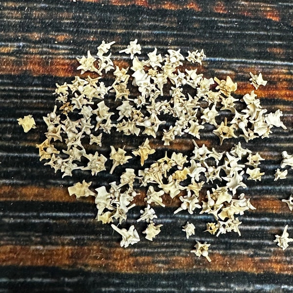 100 vraies vertèbres de serpent à sonnettes colorées naturelles os gothique vaudou sorcellerie artisanat bijoux perles steampunk collier boucles d'oreilles bague tour de cou