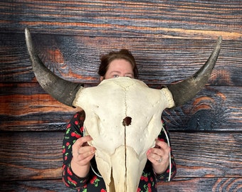 Real American Bison Buffalo Skull western yard decor art craft supplies Renaissance Festival cabin man cave bull head garden animal mount