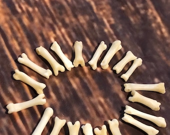 20 REAL BADGER CLAWS TOES BONE MOUNTAIN MAN CRAFT SKULL JEWELRY EARRING GOTHIC 20 REAL BADGER CLAWS TOES BONE MOUNTAIN MAN CRAFT SKULL JEWELRY EARRING GOTHIC