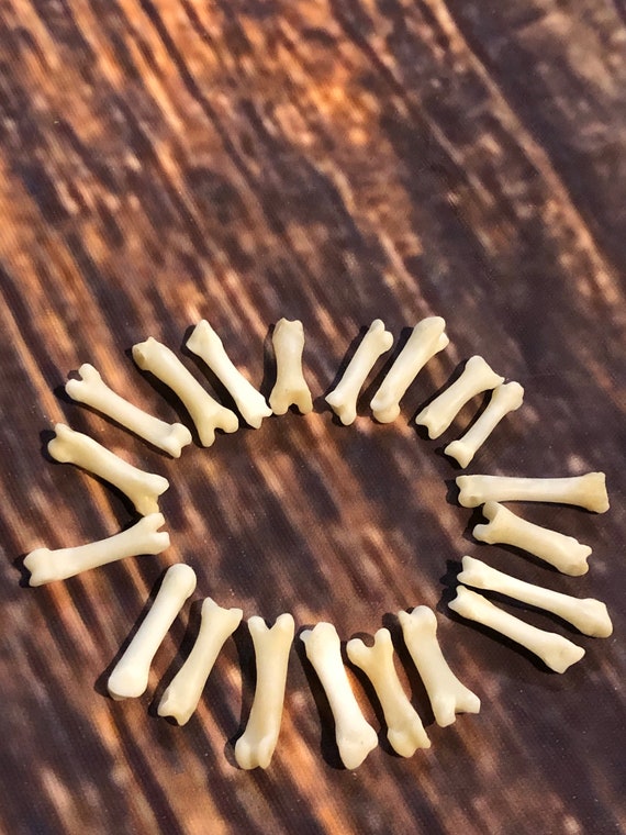 20 real red fox toes bone mountain man craft supplies jewelry earring gothic claws native American necklace choker bead boy scout project