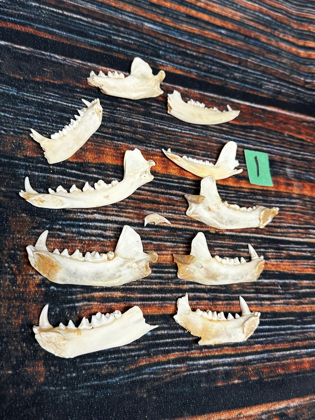 11 Badger Red Fox Jaw Knife Handle Man Cave Craft Supply MOUNTAIN Man ...