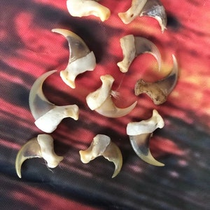 May include: A collection of ten brown and white animal claws. The claws are arranged in a semi-circle on a red and black patterned surface.