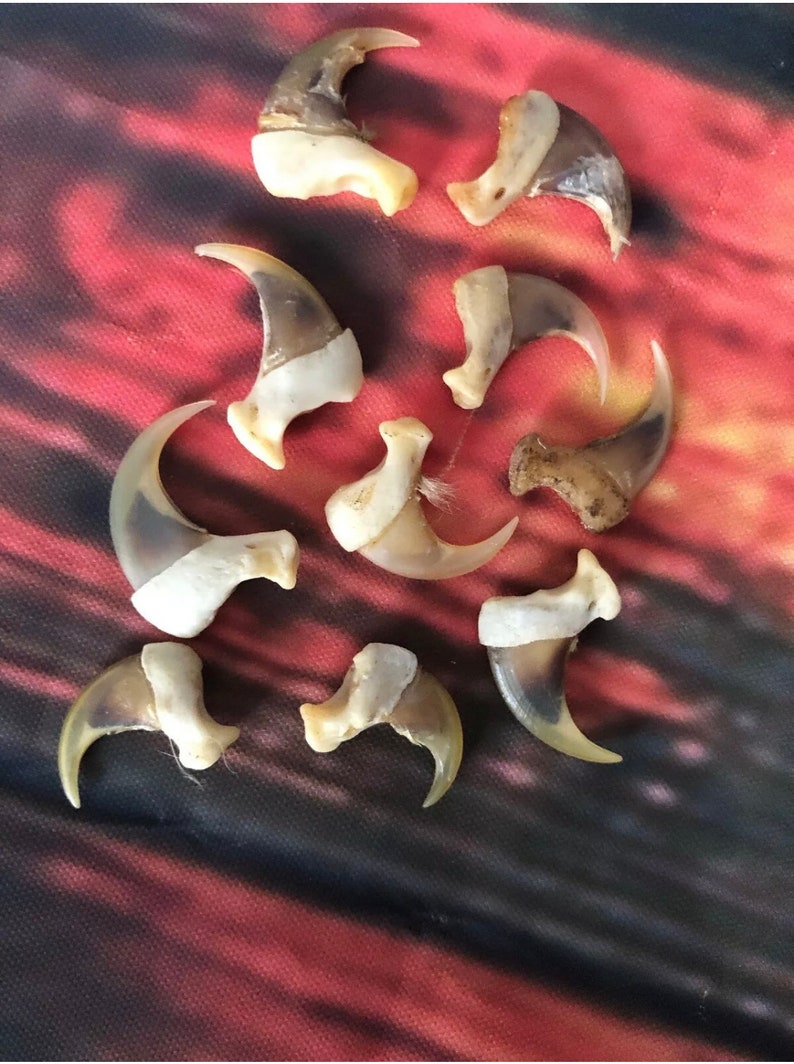 May include: A collection of ten brown and white animal claws. The claws are arranged in a semi-circle on a red and black patterned surface.