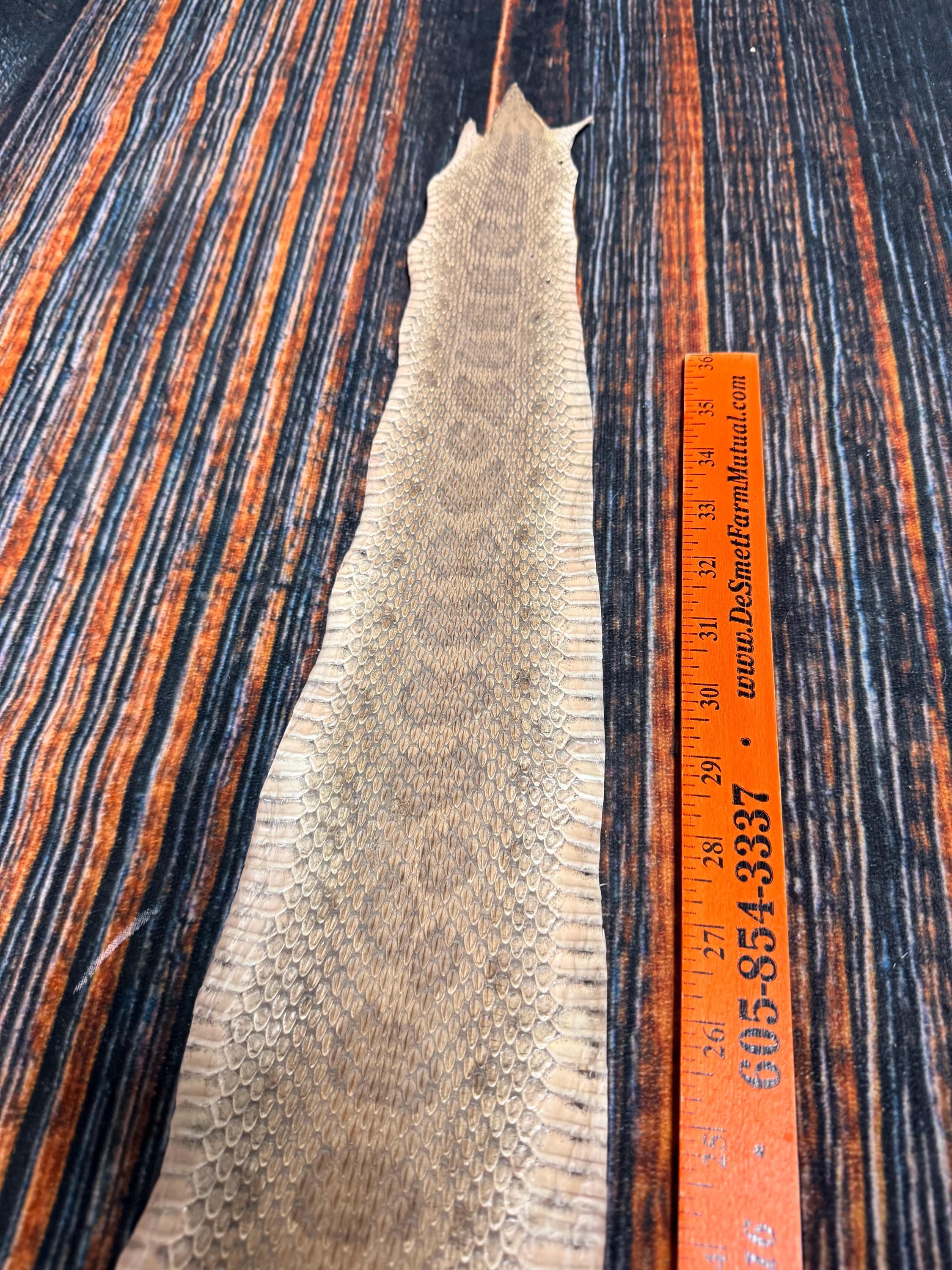 REAL Rattlesnake Skin Prairie Rattler Hide Dry Tanned Bow Wrap Blank ...