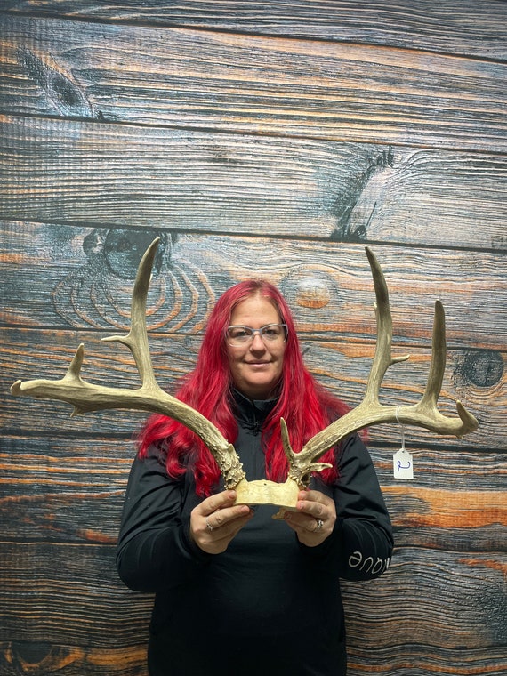 Trophy Wild 12 Point mule Deer Rack Antler real Animal Mount Cape Cabin Man Cave Western Decor Art cape unique gift present witchcraft horns