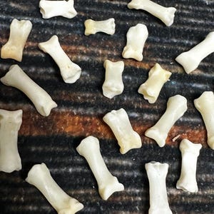 May include: A collection of small, white, bone-like objects arranged on a striped fabric background. The objects are similar in shape and size, resembling small bones.