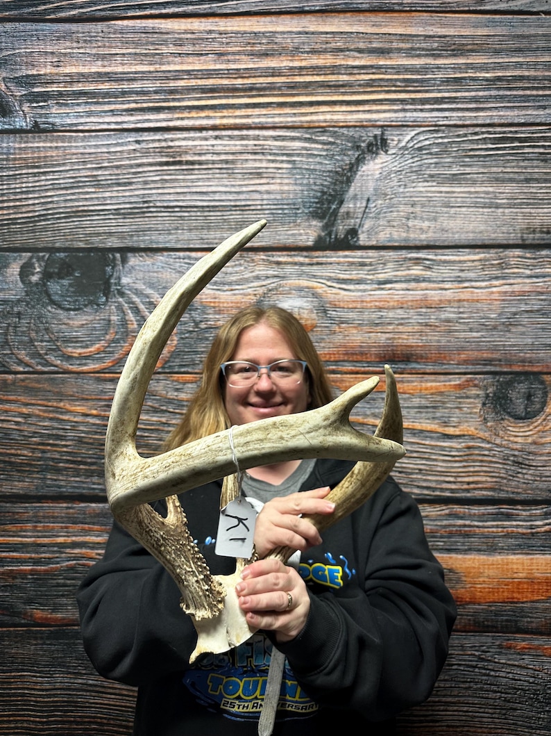 Trophy Freak Wild 6 Point Whitetail Deer Rack Odd Antler Rare Mount ...
