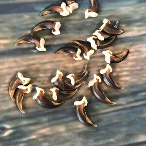 May include: A collection of 17 brown bear claws with white tips. The claws are arranged in a loose circle on a blue and gray textured surface.