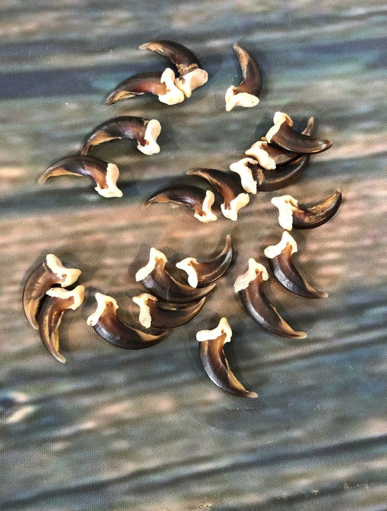 May include: A collection of 17 brown bear claws with white tips. The claws are arranged in a loose circle on a blue and gray textured surface.