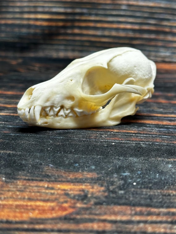 Real Grey Fox Unique Animal Mount Christmas Gift Skull Art Craft