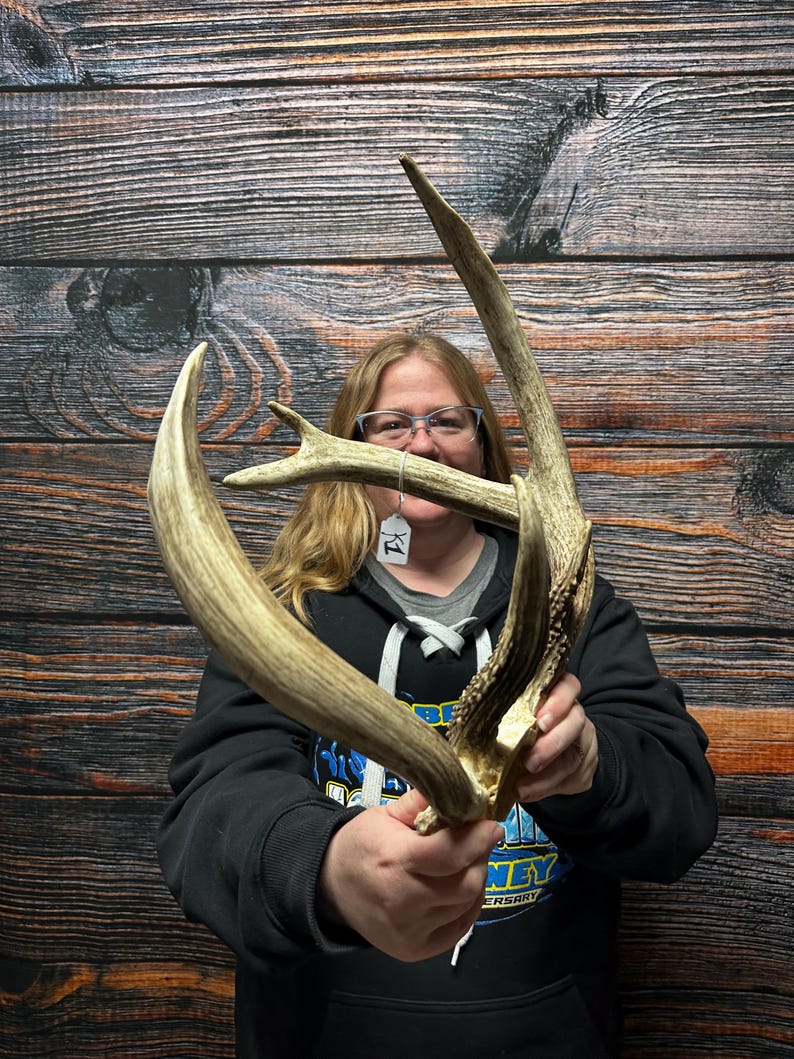 Trophy Freak Wild 6 Point Whitetail Deer Rack Odd Antler Rare Mount ...