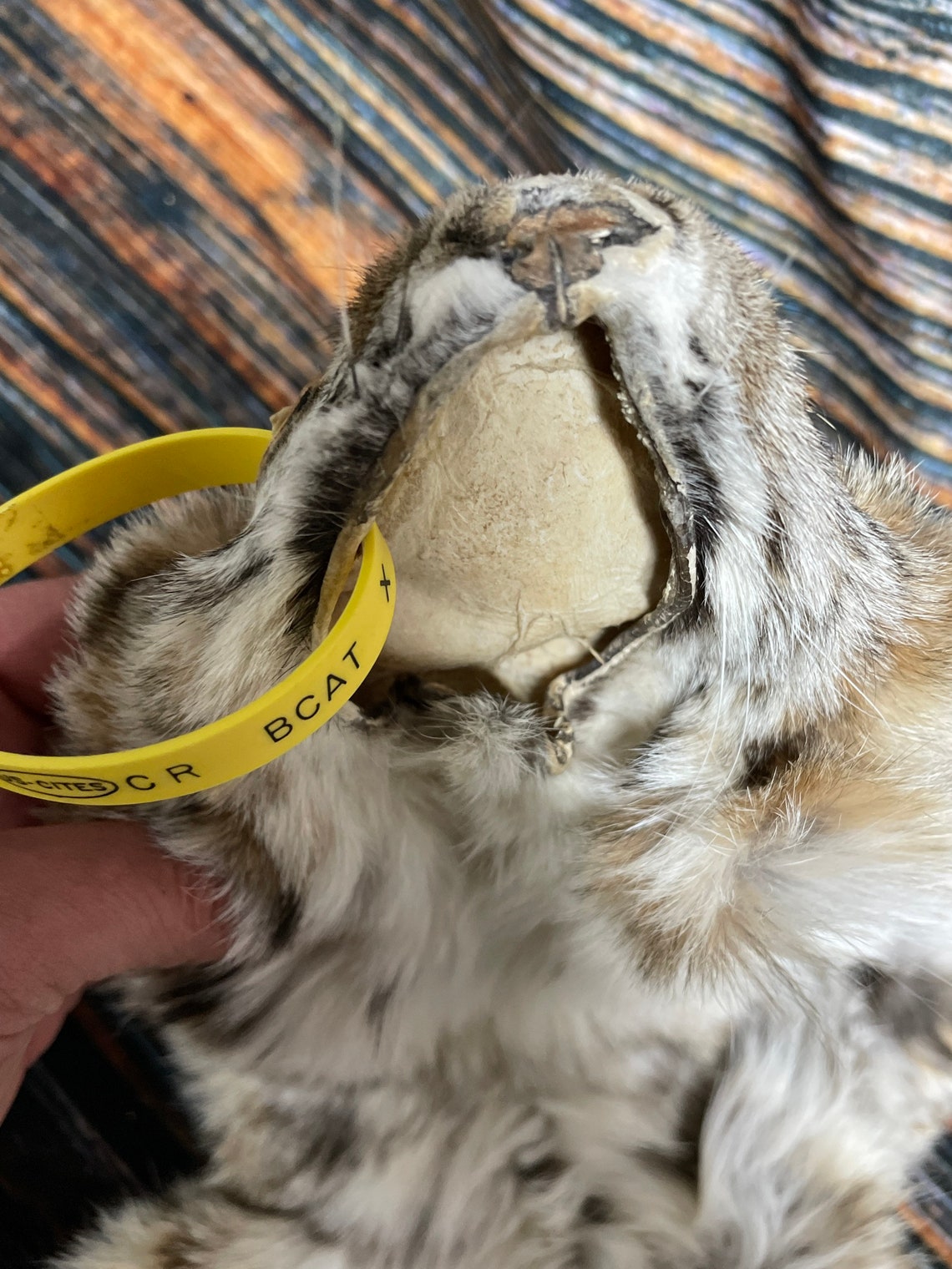 Real South Dakota tanned bobcat fur hide with feet she shed Etsy