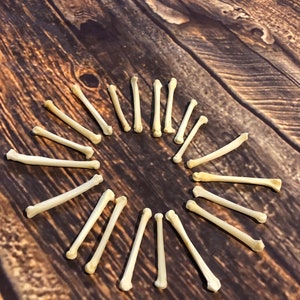 May include: A collection of small, off-white bones arranged in a circular pattern. The bones are cylindrical with rounded ends, set against a dark, wooden background. The arrangement suggests a decorative or artistic display.