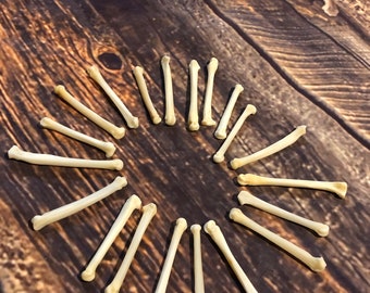 20 real Coyote paw bone mountain man craft skulls jewelry earring gothic claws Native American necklace choker beads art project Voodoo