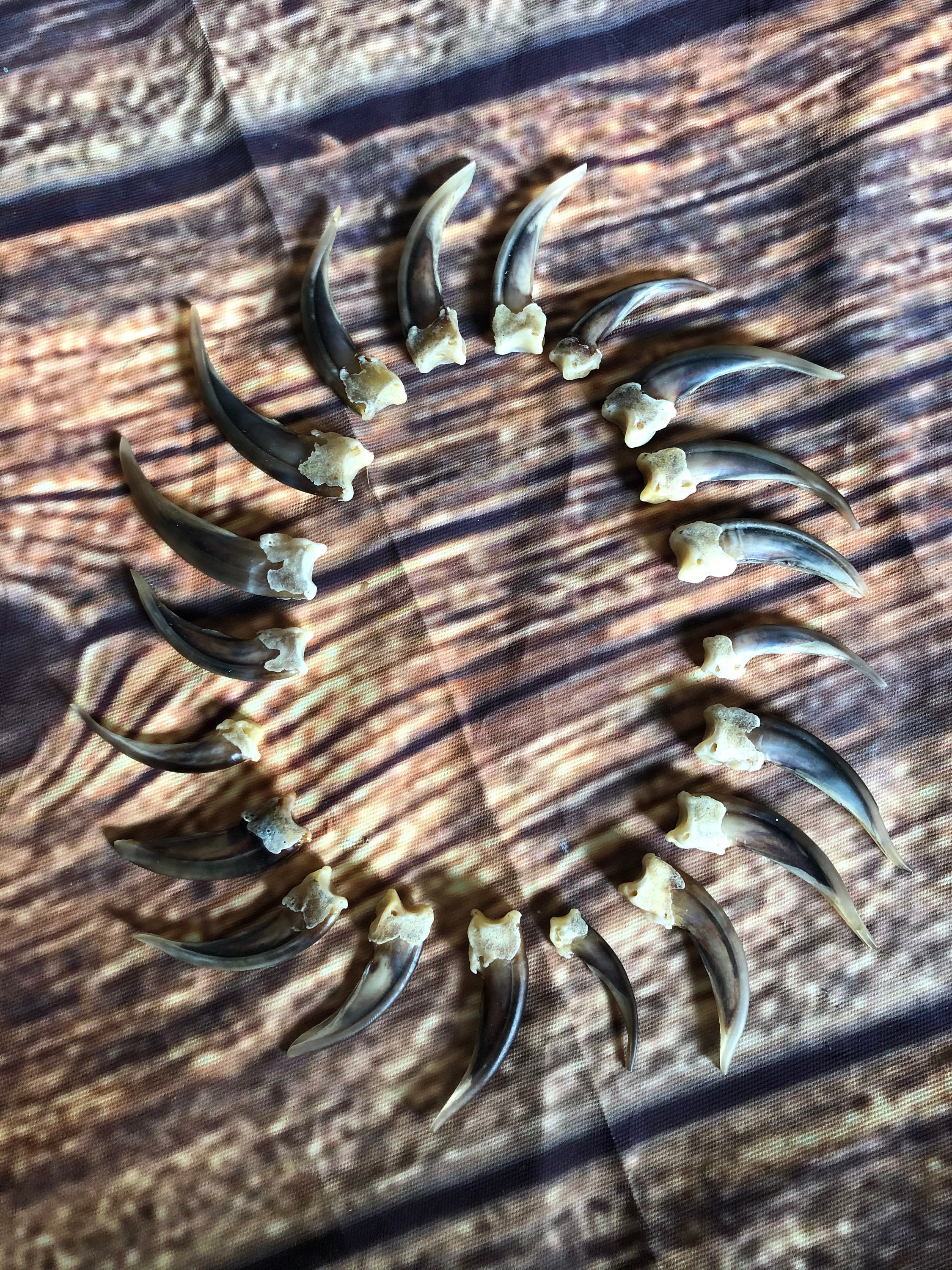20 REAL BADGER CLAWS TOES BONE MOUNTAIN MAN CRAFT SKULL JEWELRY EARRING GOTHIC 20 REAL BADGER CLAWS TOES BONE MOUNTAIN MAN CRAFT SKULL JEWELRY EARRING GOTHIC