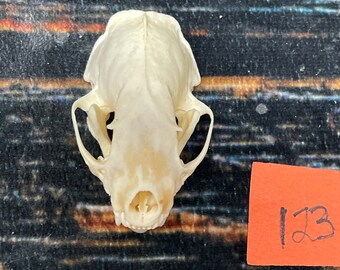 10 Real Bobcat Claws Toes Bone Art Craft Animal Mount Jewelry Choker Skull Ring 10 Real Bobcat Claws Toes Bone Art Craft Animal Mount Jewelry Choker Skull Ring