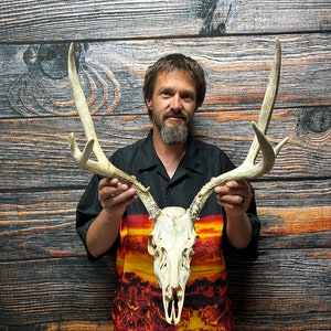 Trophy Wild 6 Point Mule Deer Skull Antler Real Animal Mount