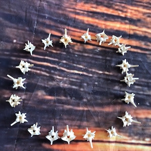 May include: A collection of white, star-shaped vertebrae arranged in a circle on a brown and orange patterned surface.
