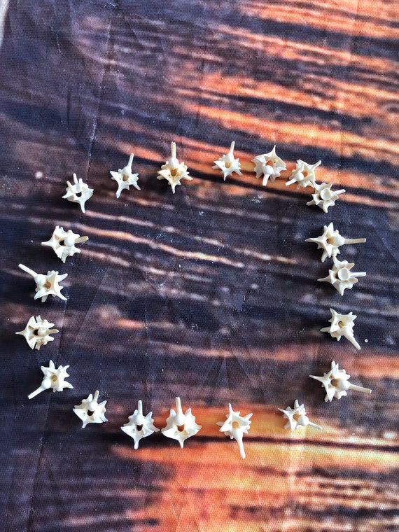 20 Real Prairie Jumbo Rattlesnake Vertebrae bone gothic voodoo witchcraft craft art Jewelry beads steampunk necklace earrings ring supplies