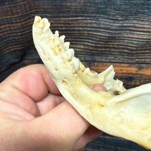 1 Real Unique Deformed Raccoon Jaw Knife Handle Man Cave Craft supply MOUNTAIN Man animal mount art Supplies jewelry witchcraft gothic bone
