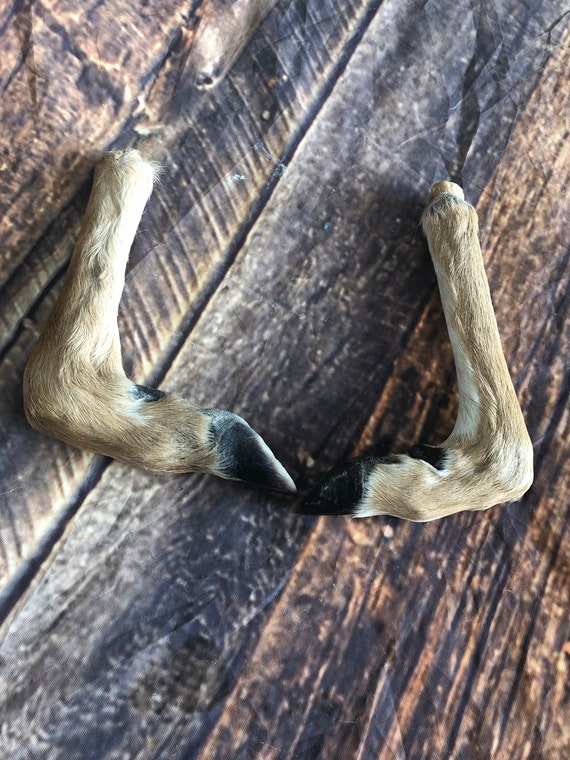 2 Bent Deer feet cured knife cane handle Gun Rack Witch craft Animal Mount antler Art Craft supplies voodoo gothic renaissance festival foot