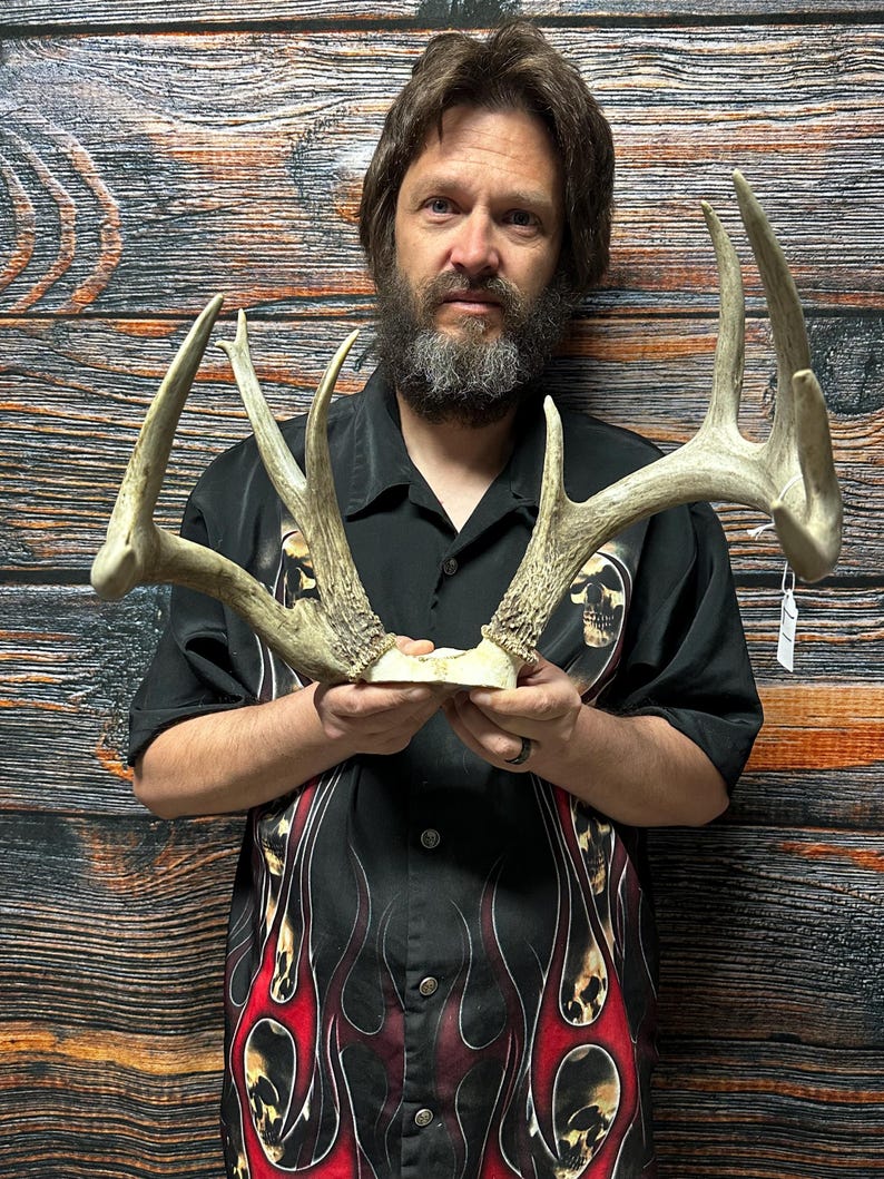 Trophy Freak Wild 9 Point Whitetail Deer Rack Odd Antler Rare Mount ...