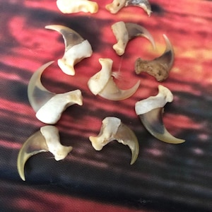 May include: A collection of ten natural animal claws, likely from a cat or similar animal. The claws are a light brown colour with darker brown stripes and are arranged in a semi-circle on a red and black patterned surface.