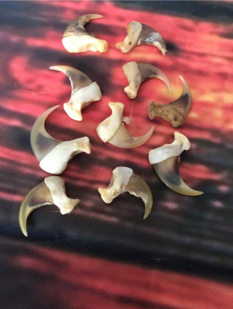 May include: A collection of ten natural animal claws, likely from a cat or similar animal. The claws are a light brown colour with darker brown stripes and are arranged in a semi-circle on a red and black patterned surface.