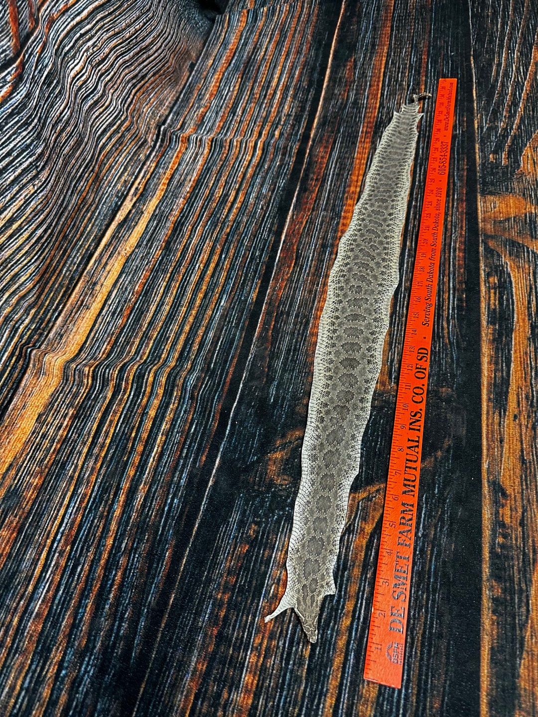 REAL Rattlesnake Skin Prairie Rattler Hide Dry Tanned Bow Wrap Blank ...