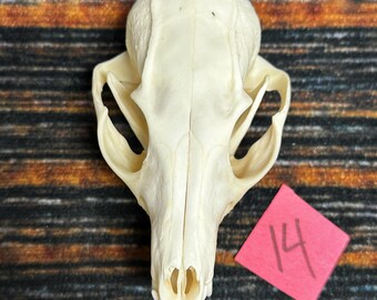 20 Real Blonde Coyote Claws | 5/8" To 1 1/4" Long | For Jewelry Making, Gothic Crafts, Taxidermy, Voodoo & Bone Art Projects
