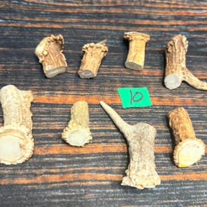 May include: Eight individual pieces of light brown deer antler, each with a textured surface and a smooth, flat-cut base. A small green square tag with the handwritten number 10 is positioned among the antler segments, which vary in length.