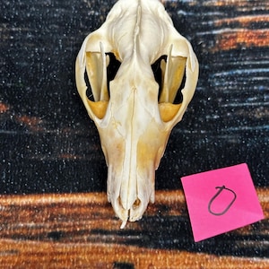 Real Opossum Skull bone Animal Mount Odd Unique Christmas Gift Western Cabin Man Cave Decor Craft Art supply collection educational