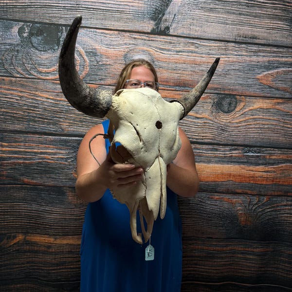 Real American Bison Buffalo Skull western yard decor art craft supplies Renaissance Festival cabin man cave bull Halloween Christmas gift