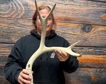 Wild Mule Deer shed antler Unique Christmas Gift Man Cave Medieval western garden landscape yard Decor Craft animal mount art horn cape
