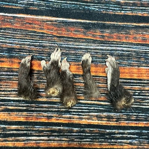 May include: Four preserved animal paws with black fur and white claws. The paws are arranged in a row on a striped wooden surface.