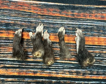 5 Real opossum feet cured Taxidermy mount repair Witchcraft Voodoo Spell taxidermy oddity Renaissance Craft Art educational model animal odd