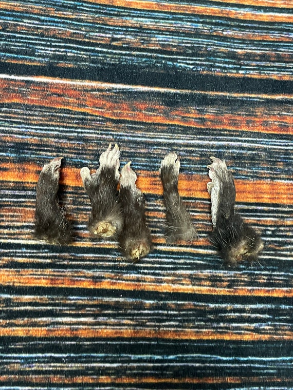 5 Real opossum feet cured Taxidermy mount repair Witchcraft Voodoo Spell taxidermy oddity Renaissance Craft Art educational model animal odd